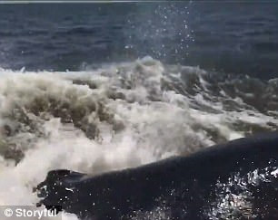 Suýt[-]lật[-]thuyền[-]vì[-]cá[-]voi[-]lưng[-]gù